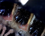 Arthrophaga myriapodina image
