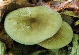 Megacollybia rodmanii image