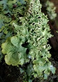 Flavopunctelia soredica image