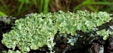 Flavopunctelia soredica image