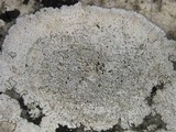 Aspicilia contorta image