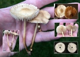 Marasmius oreades image