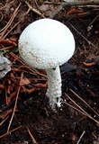 Amanita longipes image