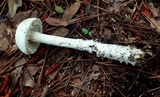 Amanita longipes image