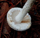 Amanita longipes image