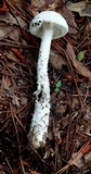 Amanita longipes image