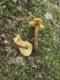 Xeromphalina tenuipes image