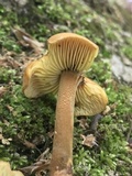 Xeromphalina tenuipes image