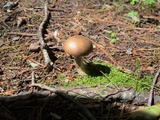 Leccinum pseudoscabrum image