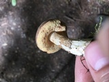 Leccinum pseudoscabrum image