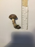 Leccinum pseudoscabrum image