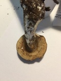 Leccinum pseudoscabrum image