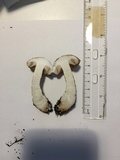 Leccinum pseudoscabrum image