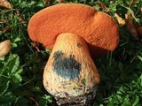 Boletus luridus image