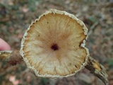 Cymatoderma caperatum image