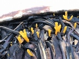 Dacryopinax spathularia image