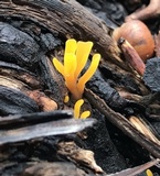 Dacryopinax spathularia image