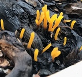 Dacryopinax spathularia image