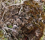 Peltigera didactyla image