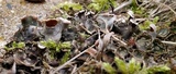 Peltigera didactyla image