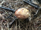 Boletus pseudopinophilus image