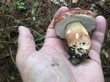 Boletus pseudopinophilus image