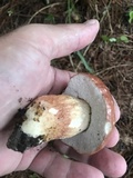 Boletus pseudopinophilus image