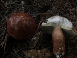 Boletus pseudopinophilus image
