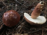 Boletus pseudopinophilus image