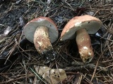 Boletus pseudopinophilus image