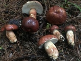 Boletus pseudopinophilus image