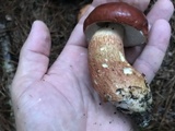 Boletus pseudopinophilus image