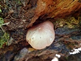 Gymnopus luxurians image