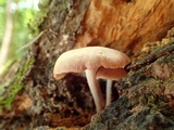 Gymnopus luxurians image