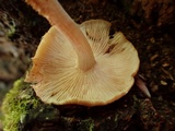 Gymnopus luxurians image