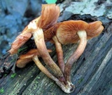 Desarmillaria tabescens image