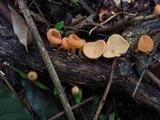 Cookeina tricholoma image