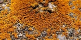 Xanthoria elegans image