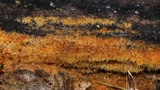 Coprinellus radians image