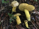 Boletus auripes image