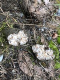 Geopora cooperi image