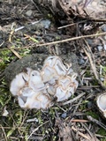 Geopora cooperi image