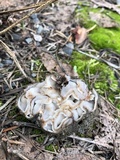 Geopora cooperi image