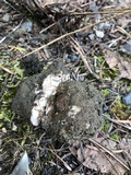 Geopora cooperi image