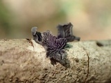 Resupinatus alboniger image