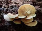 Crepidotus crocophyllus image