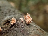 Xylaria cubensis image
