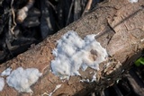 Byssomerulius corium image
