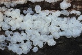 Ductifera pululahuana image