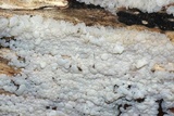 Ductifera pululahuana image